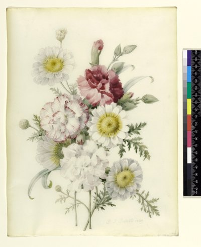 Ein Strauß gemischter Nelken und weißer Ringelblumen, 1839 von Pierre Joseph Redouté